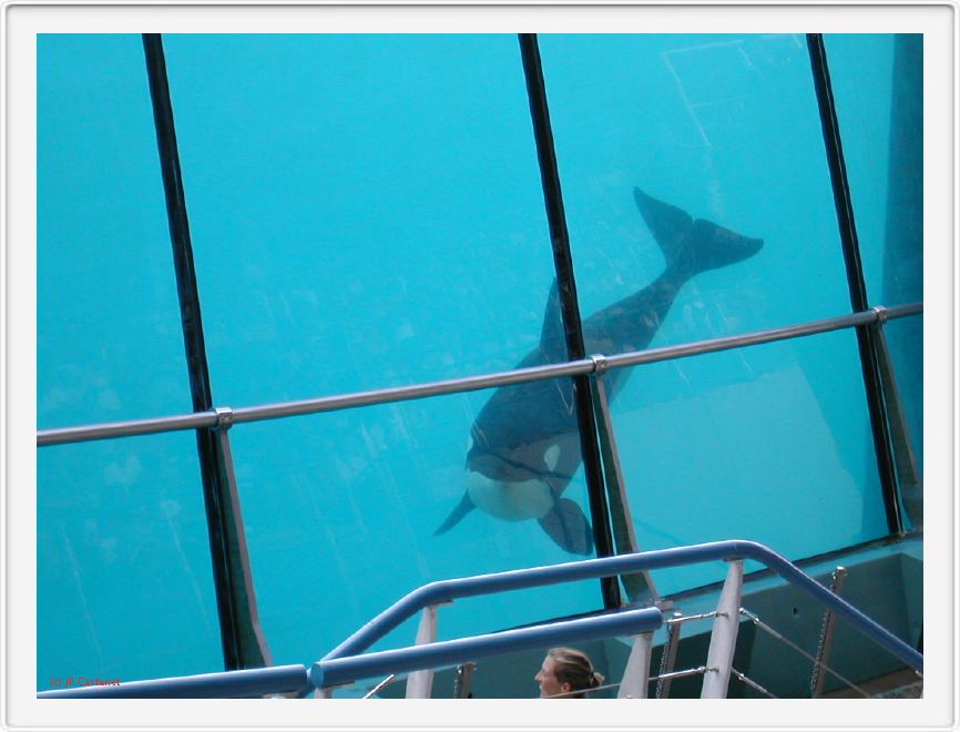 Marineland_218.JPG