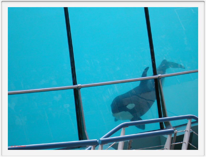 Marineland_219.JPG