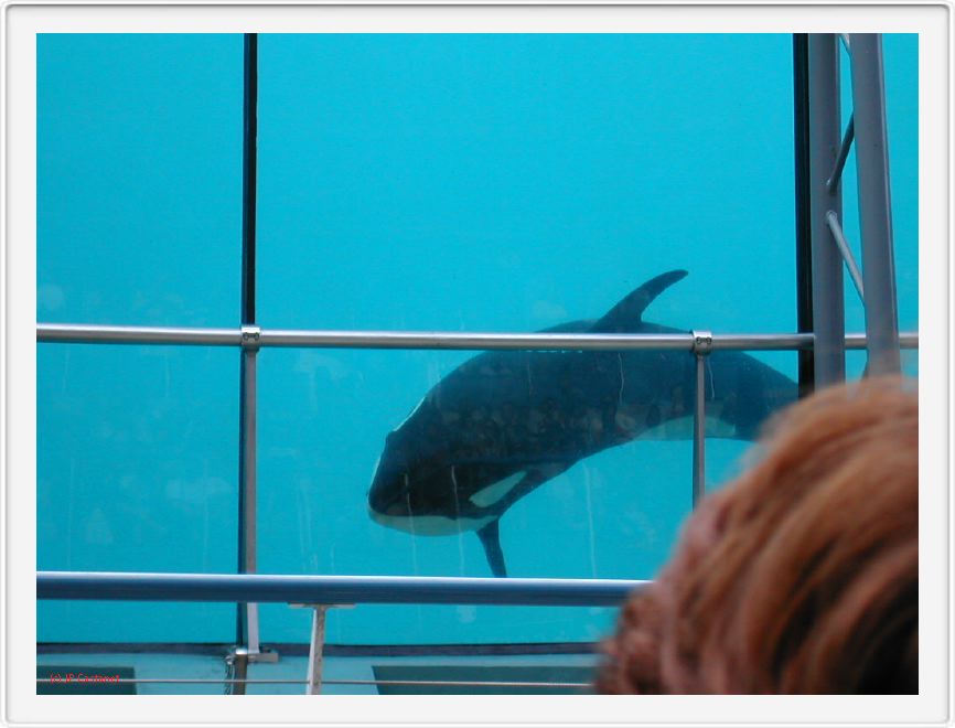 Marineland_220.JPG