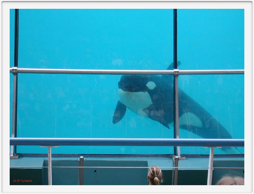 Marineland_221.JPG