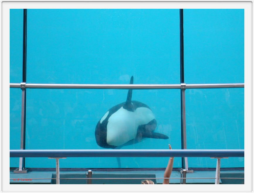 Marineland_222.JPG