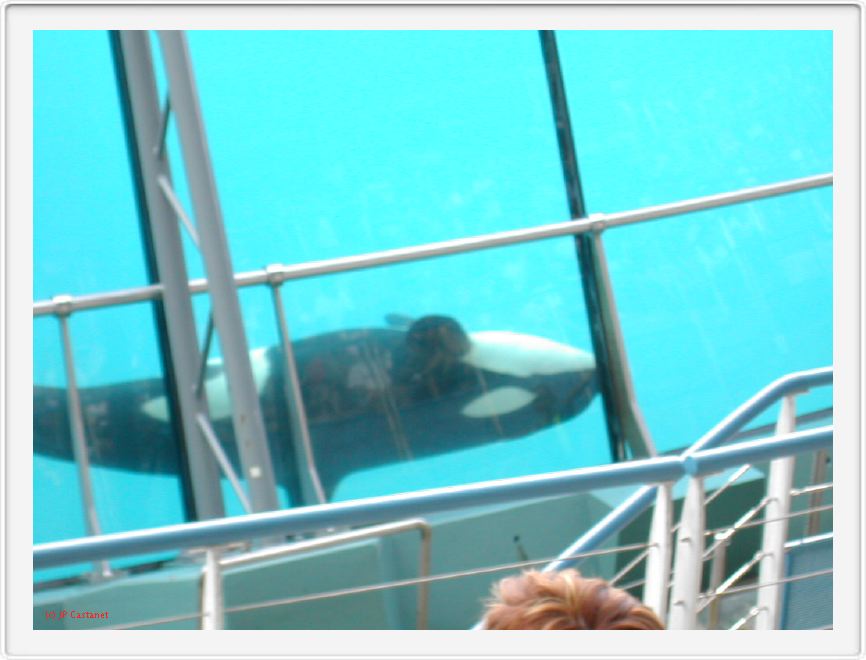 Marineland_224.JPG