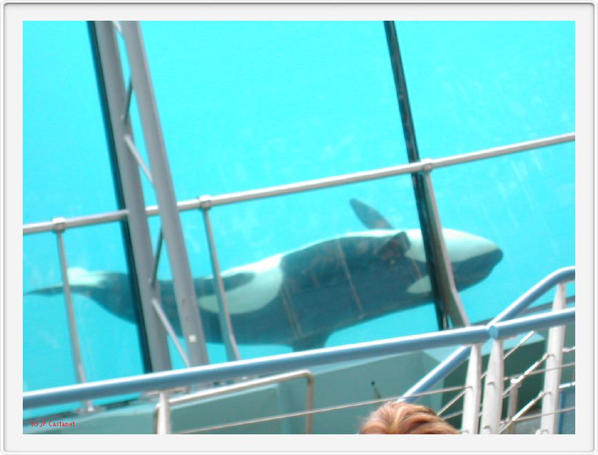 Marineland_225.JPG