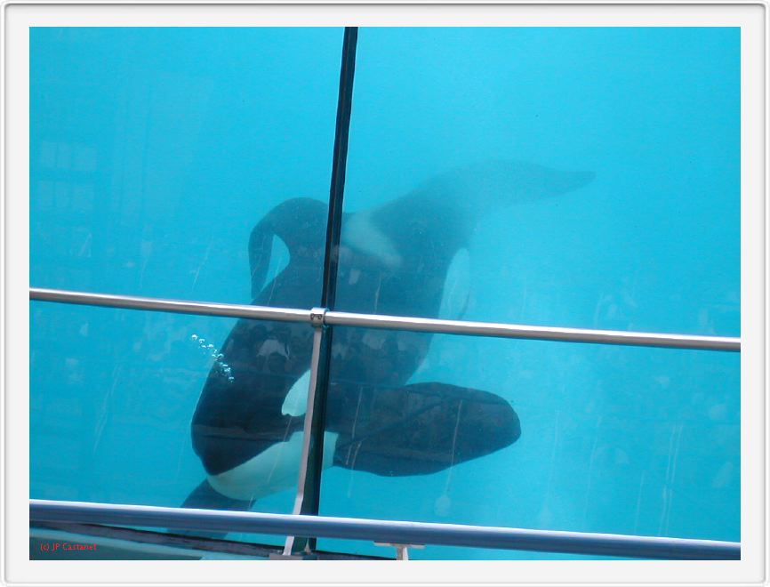 Marineland_226.JPG