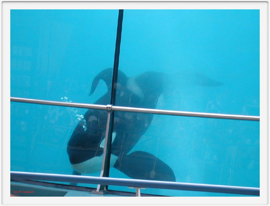 Marineland_227.JPG