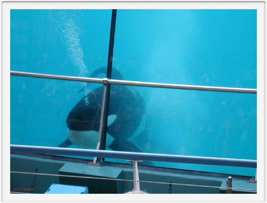 Marineland_228.JPG