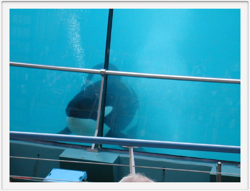 Marineland_229.JPG