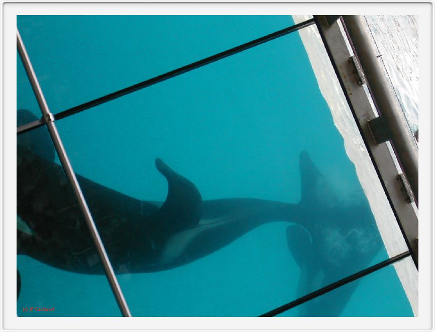 Marineland_230.JPG