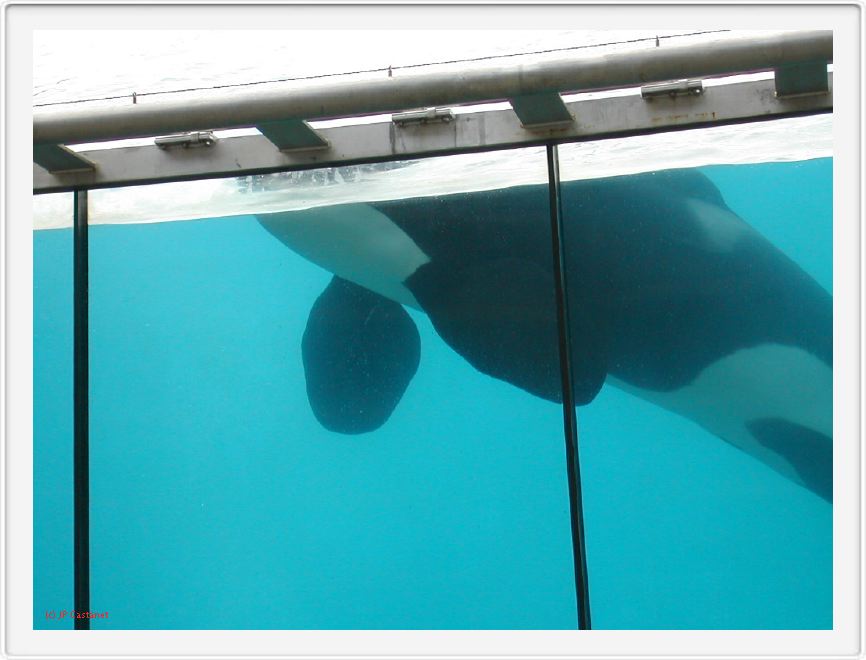Marineland_231.JPG