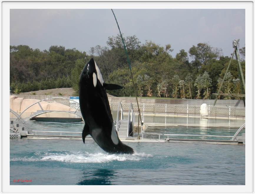 Marineland_240.JPG