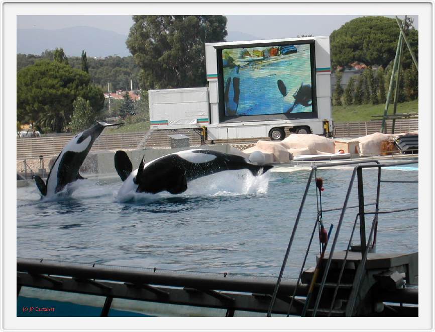 Marineland_246.JPG
