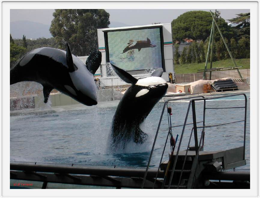 Marineland_249.JPG