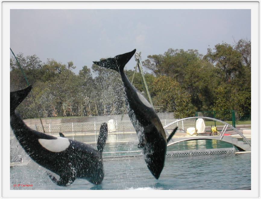 Marineland_253.JPG
