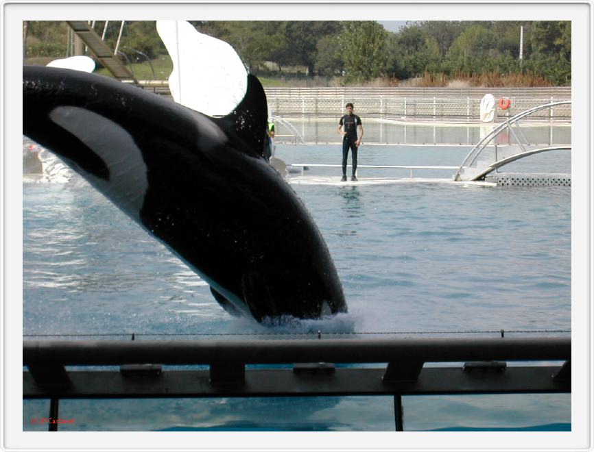 Marineland_264.JPG