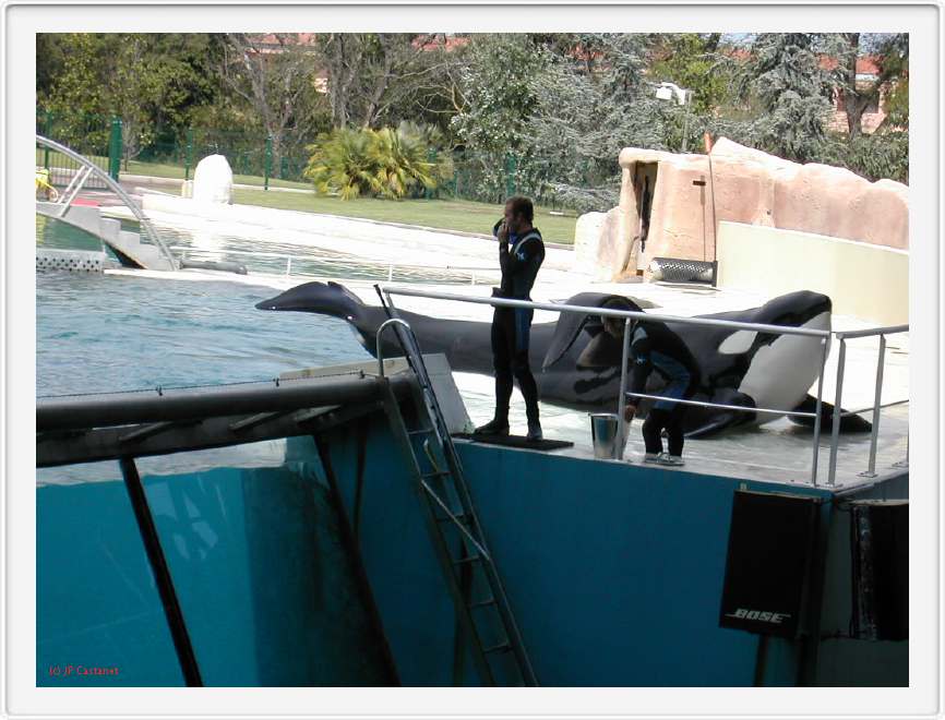 Marineland_267.JPG