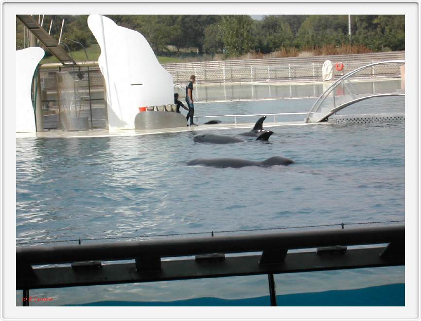 Marineland_270.JPG