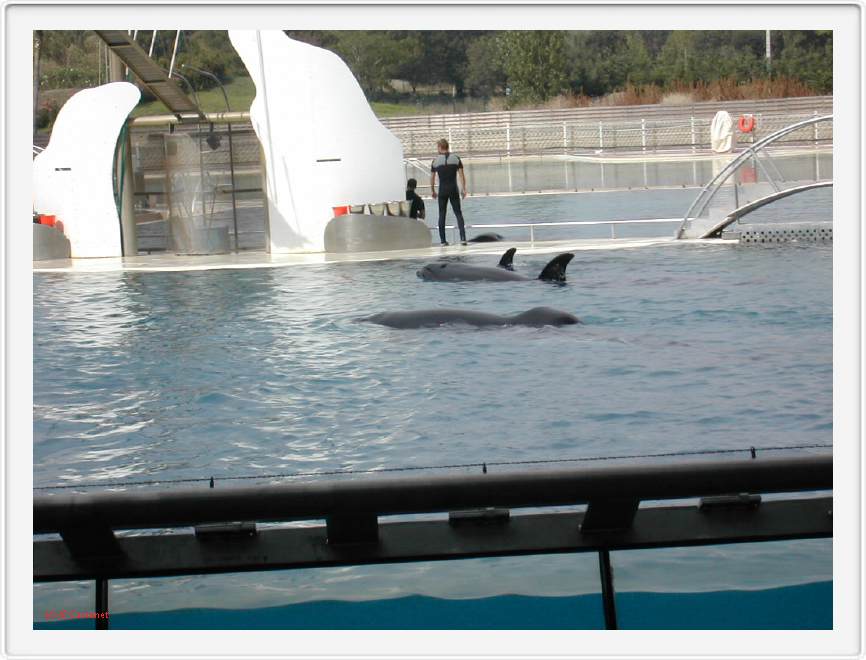 Marineland_271.JPG