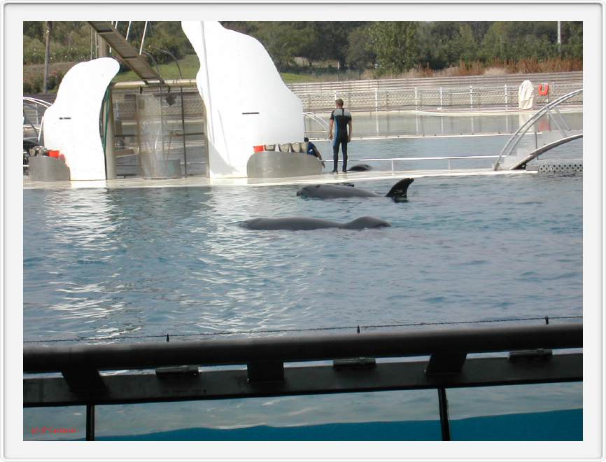 Marineland_272.JPG