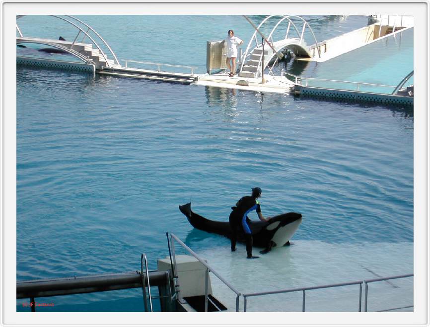 Marineland_008.JPG