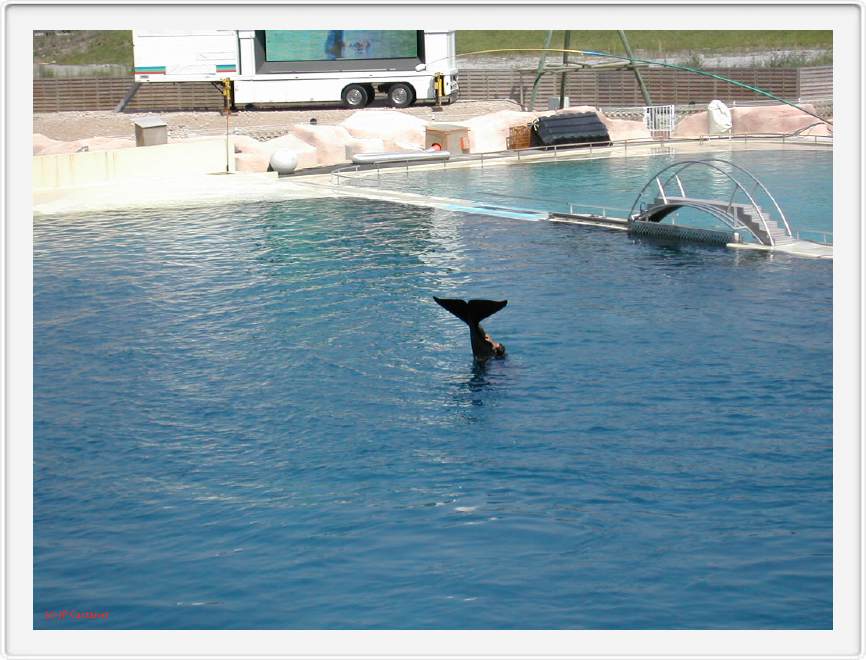 Marineland_045.JPG