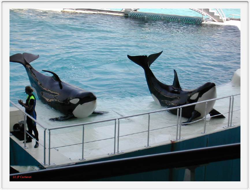 Marineland_049.JPG