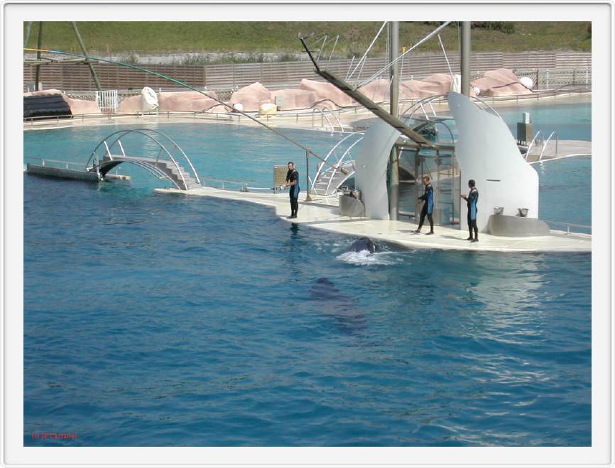Marineland_050.JPG
