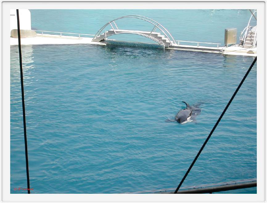 Marineland_052.JPG