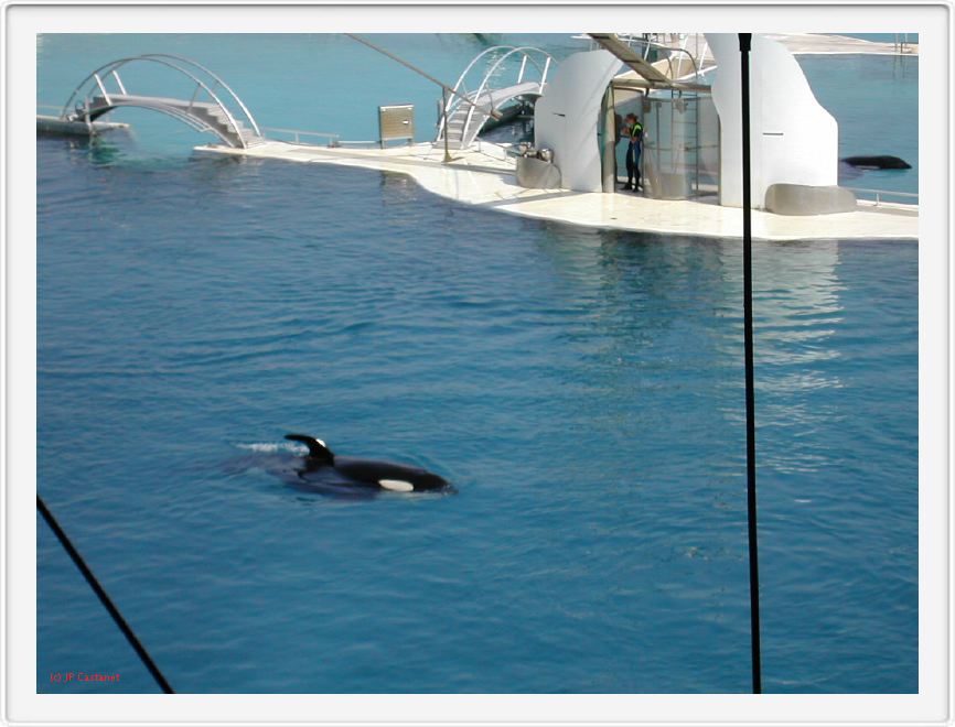 Marineland_053.JPG