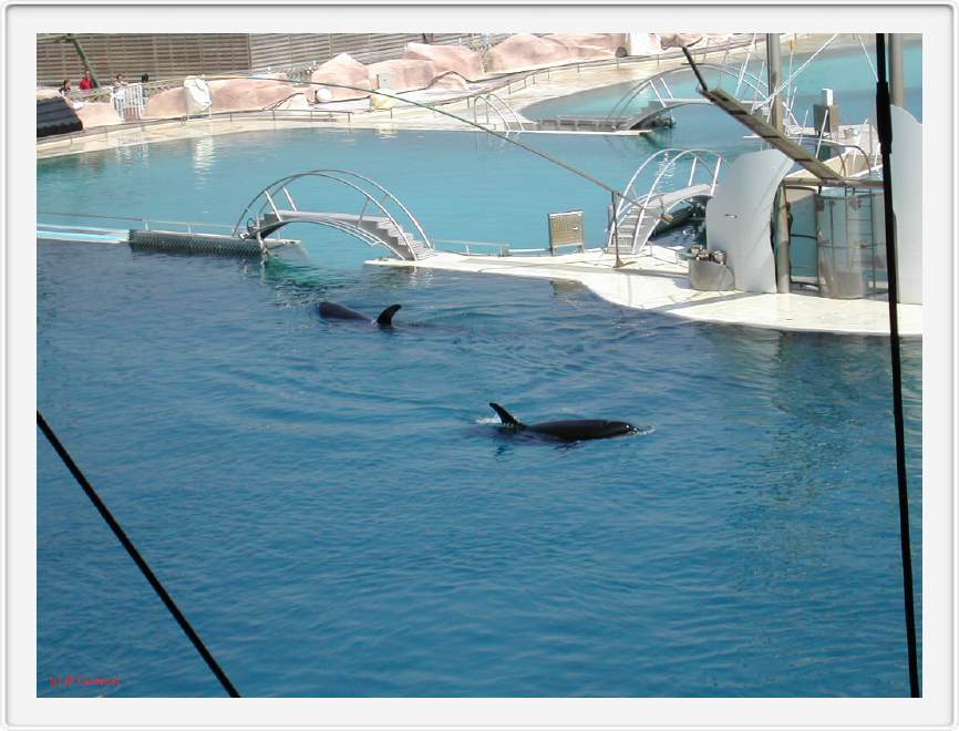 Marineland_054.JPG