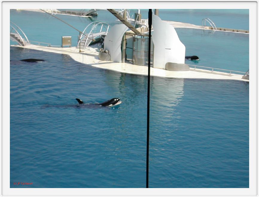 Marineland_055.JPG