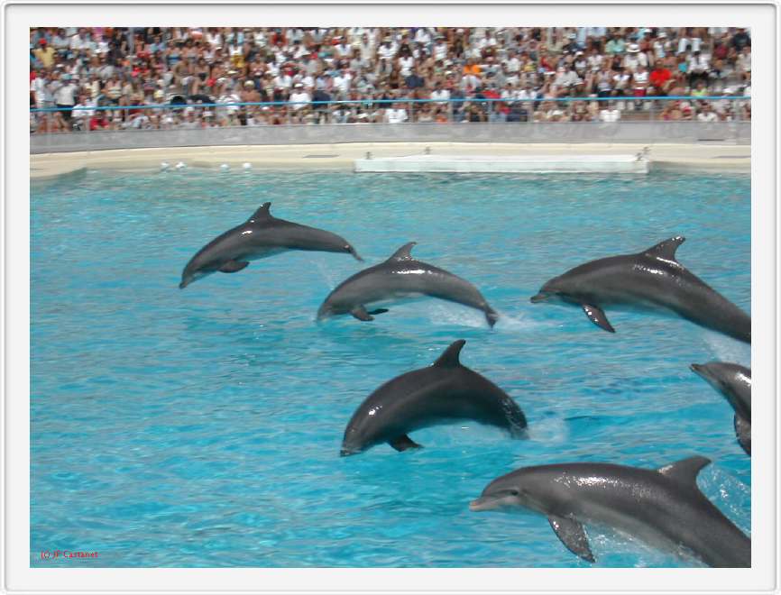 Marineland_124.JPG