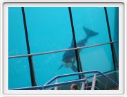 Marineland_218.JPG