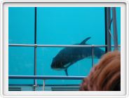 Marineland_220.JPG