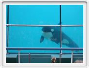 Marineland_221.JPG