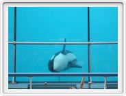 Marineland_222.JPG