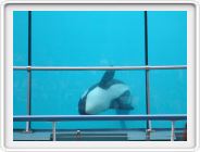 Marineland_223.JPG