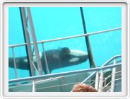 Marineland_224.JPG