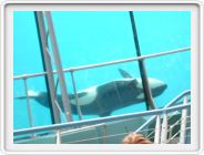 Marineland_225.JPG