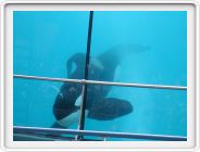 Marineland_226.JPG
