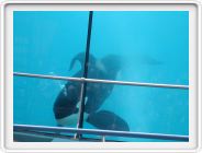 Marineland_227.JPG