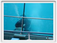 Marineland_228.JPG