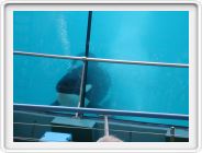 Marineland_229.JPG