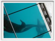 Marineland_230.JPG