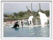 Marineland_233.JPG