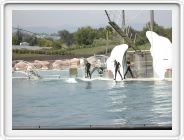 Marineland_234.JPG