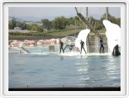 Marineland_235.JPG