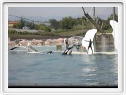 Marineland_237.JPG