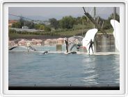 Marineland_238.JPG