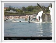 Marineland_239.JPG