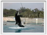 Marineland_240.JPG